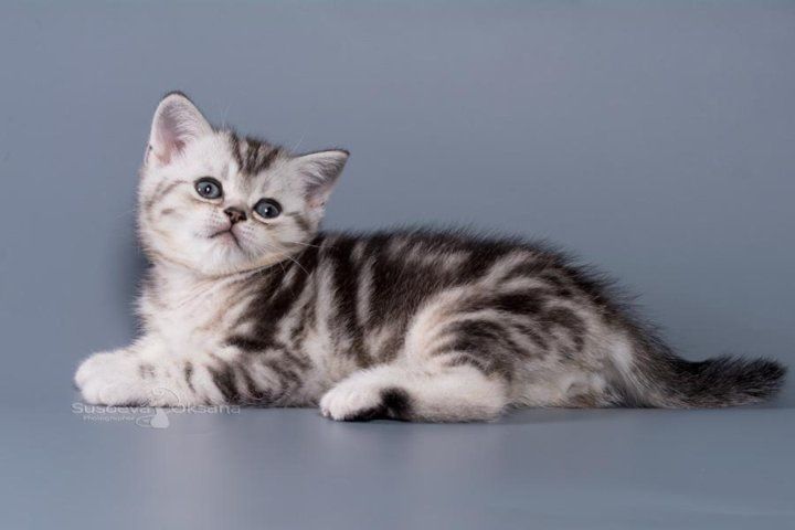 котенок породистые прямоушки