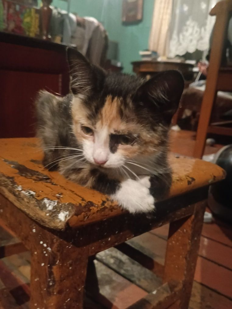 Кошечка красавица