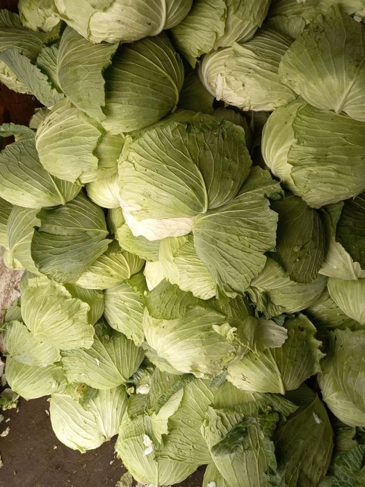 Varză plată de sarmale