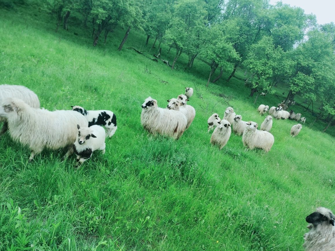 Vand oi turcane cu origine sau schimb cu cal/vaca