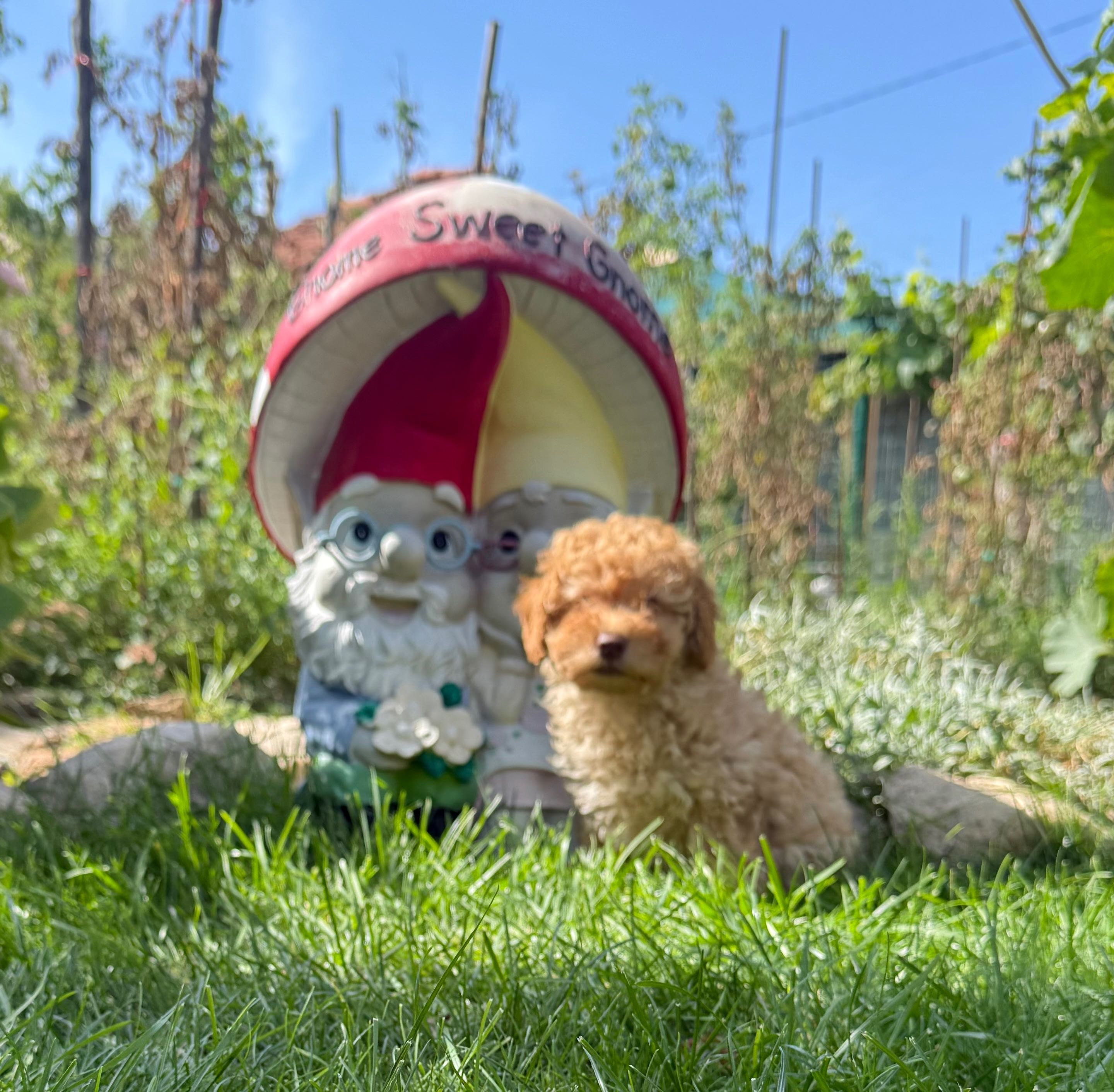 Пудел Той/ Poodle Toy
