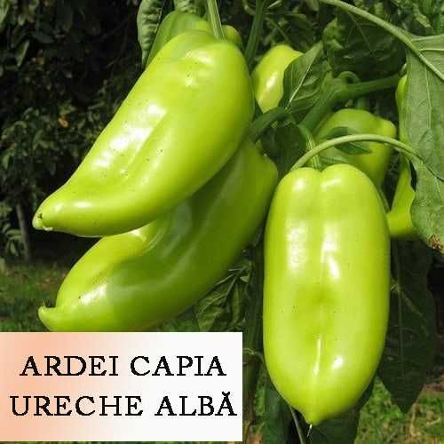 Semințe ardei capia, tomate, gogoșar, castraveți, ceapă Buzău