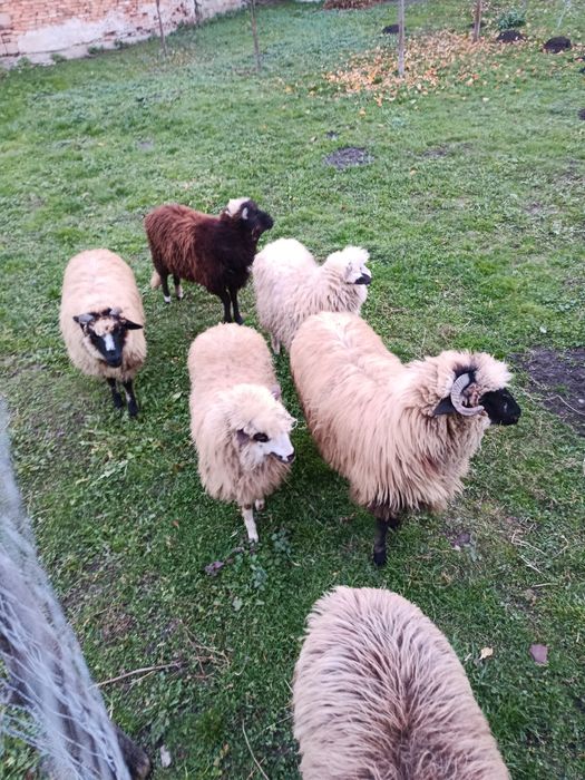 De vânzare 6 miele de anul acesta