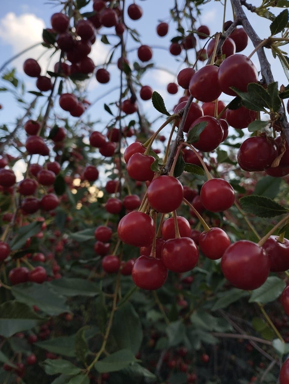 Продам вишню домашнюю