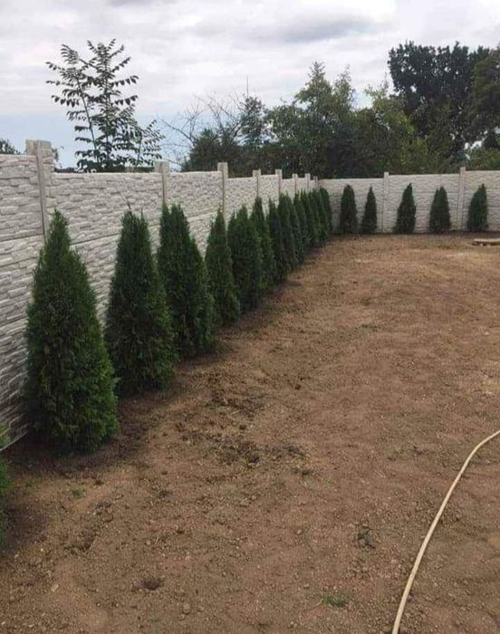 Vand tuia smarald de mai multe dimensiuni avem de la 1,50m pana la 3m