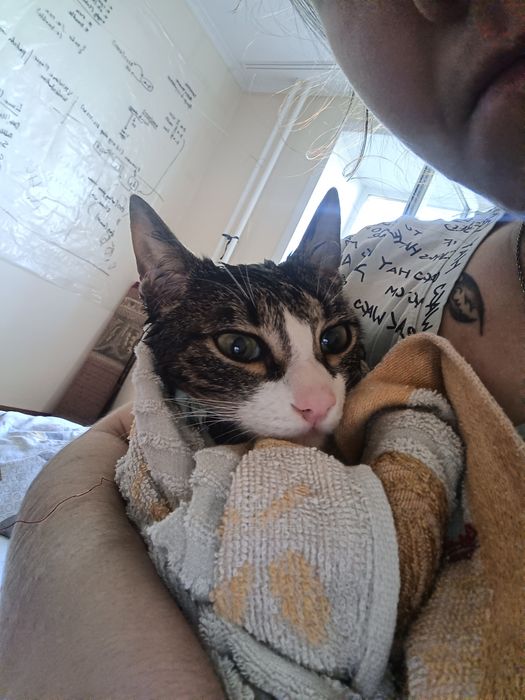 Пропал котик   !!