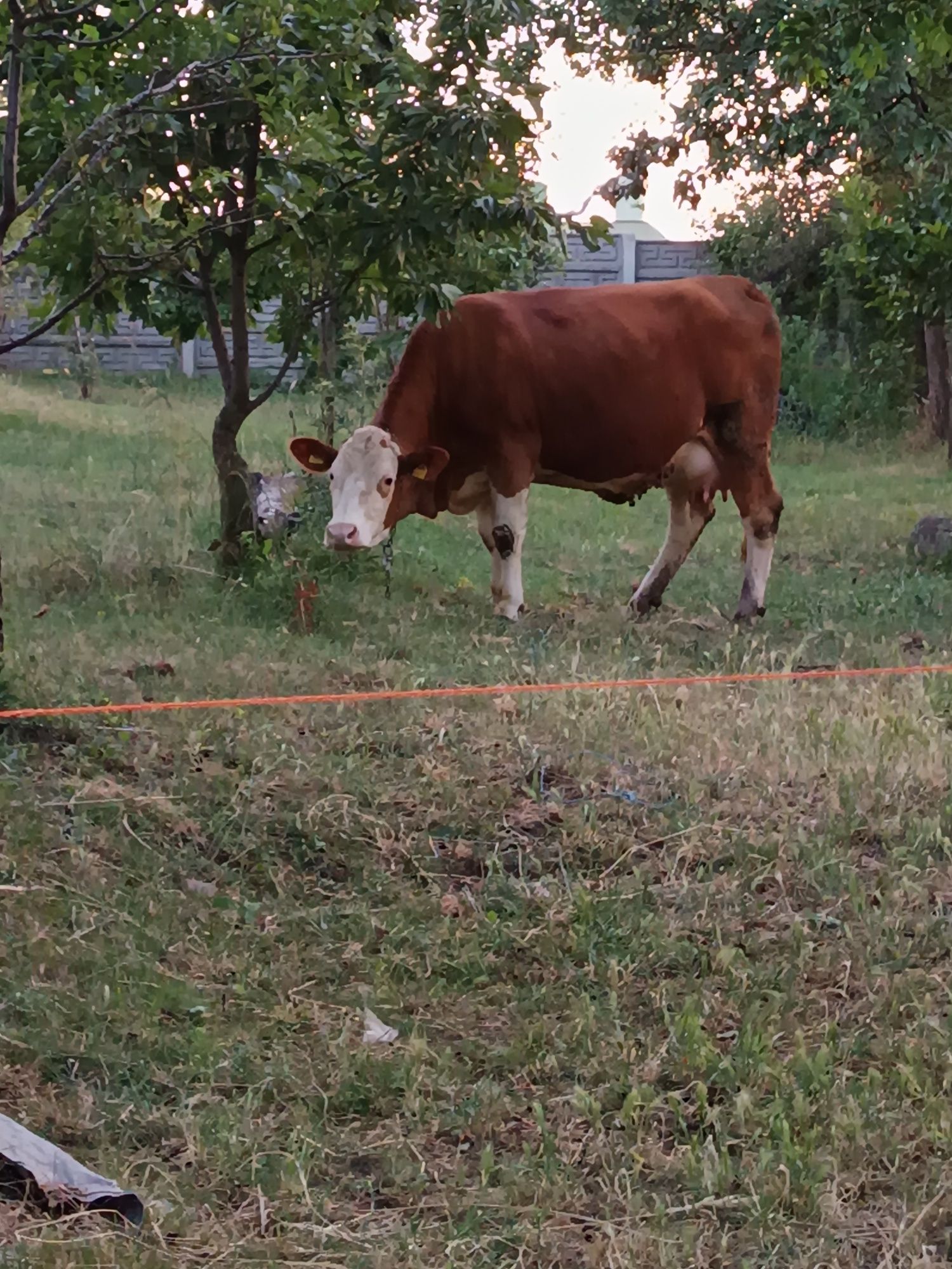 Vând junincă la prima fătare