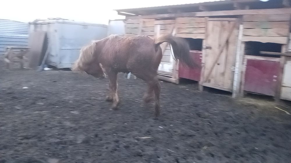 Продам тай 2800кг с откорма 1.8г.2 ноги свободно