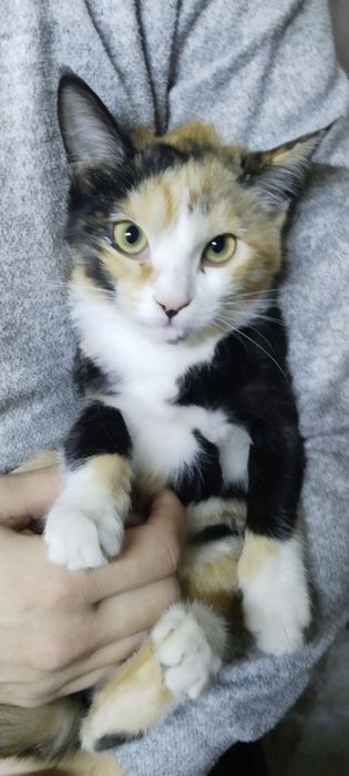 Трёх цветная кошка5 месяцев, Hadiyaga mushukcha 5 oylik