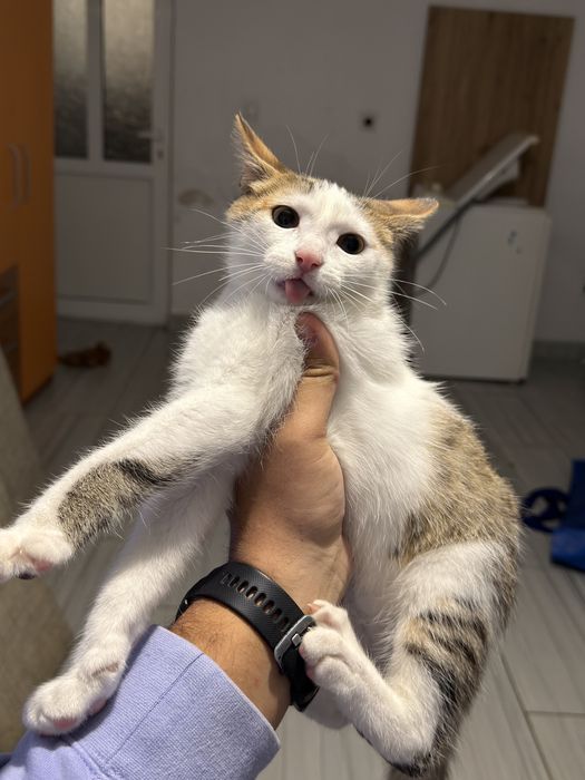 Подарявам мъжко коте