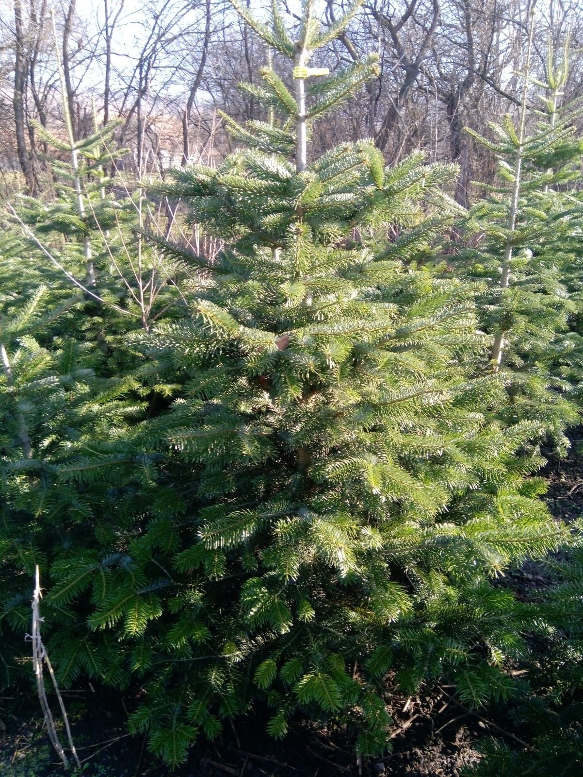 Vindem tuia brazi mesteacăn tei platan stejar frasin etc