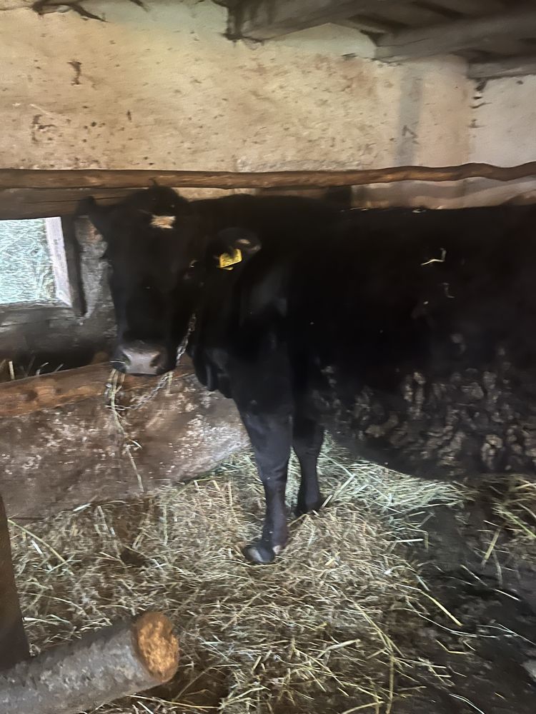 Juninca la prima fatare