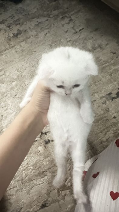 Продаем породистых котят третий помет