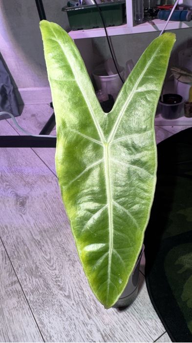 Алокази Лангилоба клубни