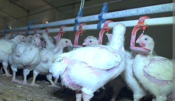 Broller jojalar sotiladi miqdori cheksiz sifati alo darajada