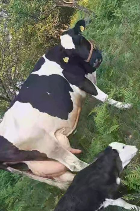 Vacă cu lapte disponibilă