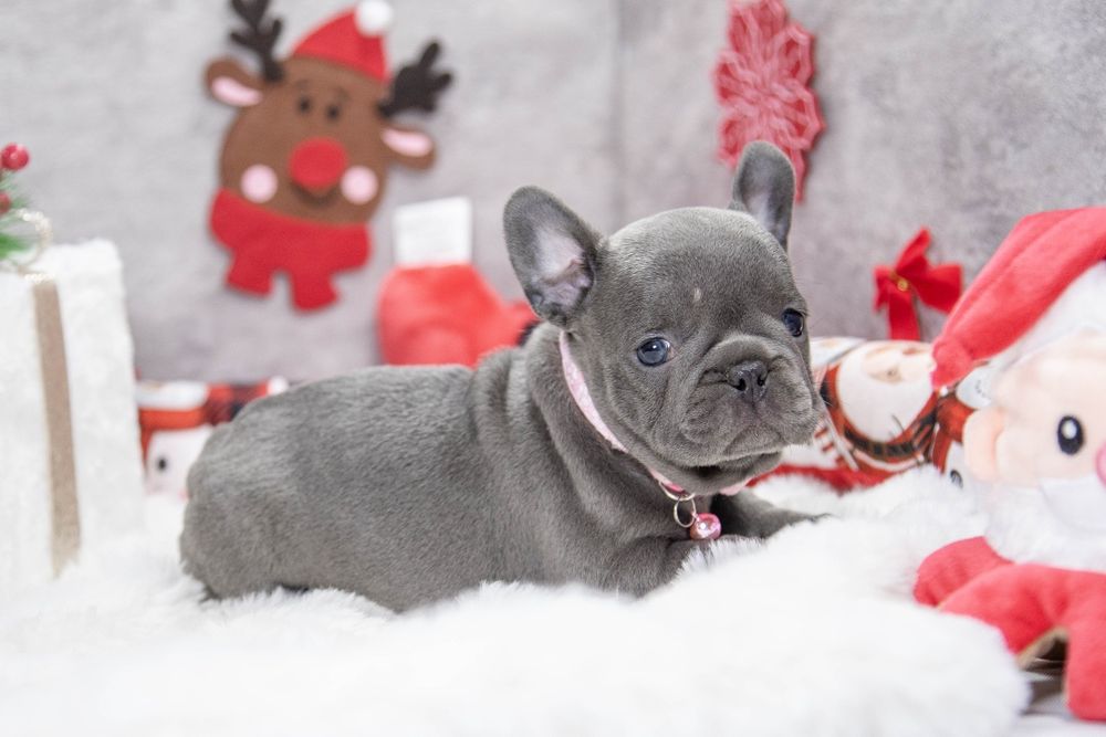 bulldog francez blue