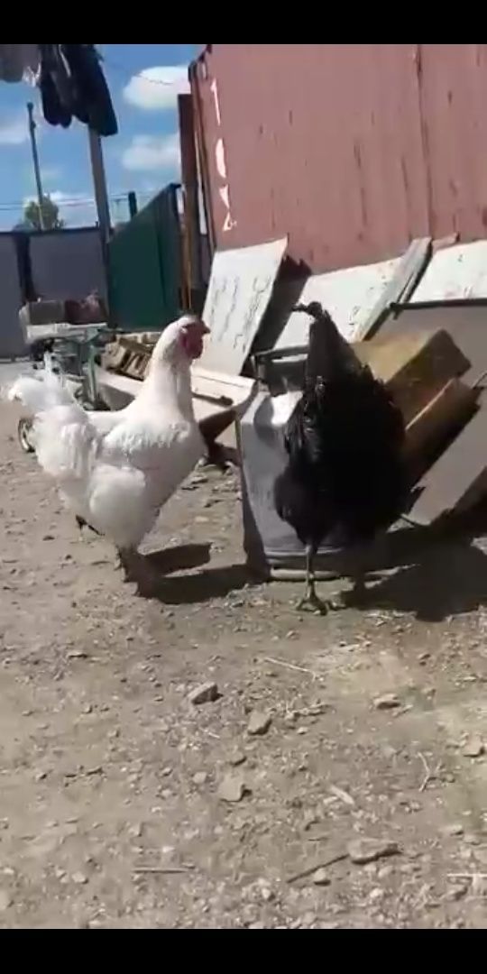 Цыплята куры петухи