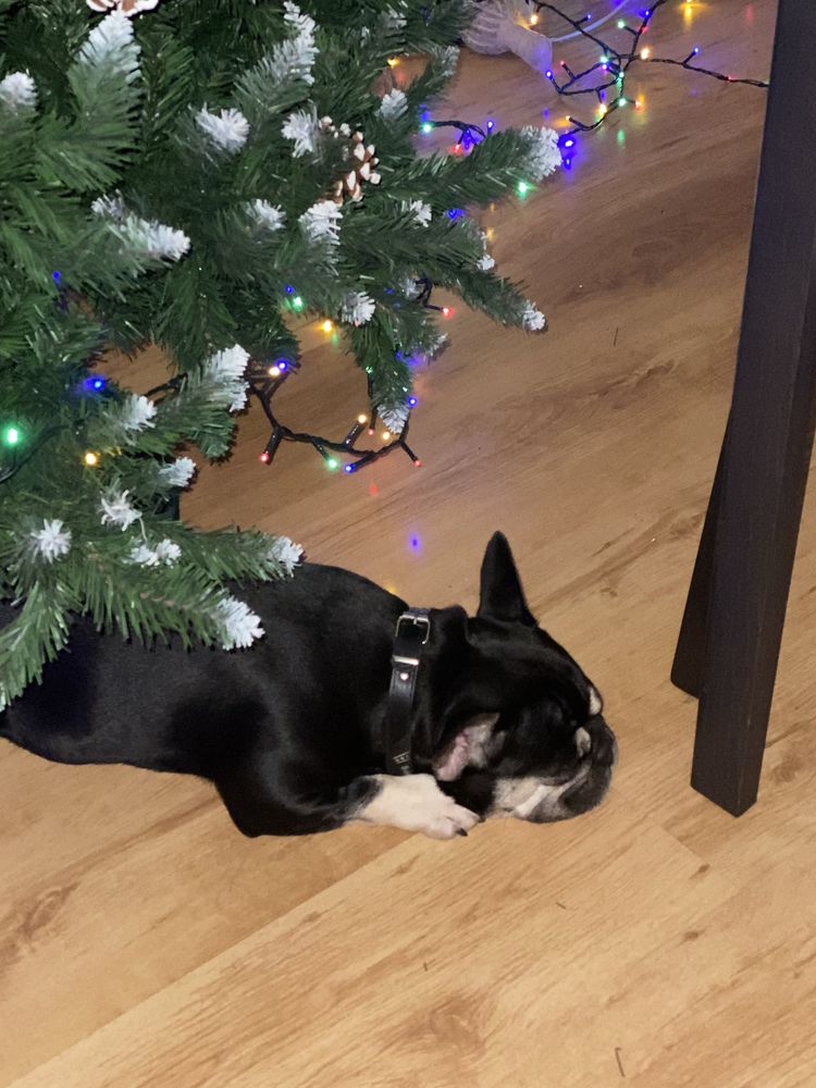 Bulldog francez spre adoptie