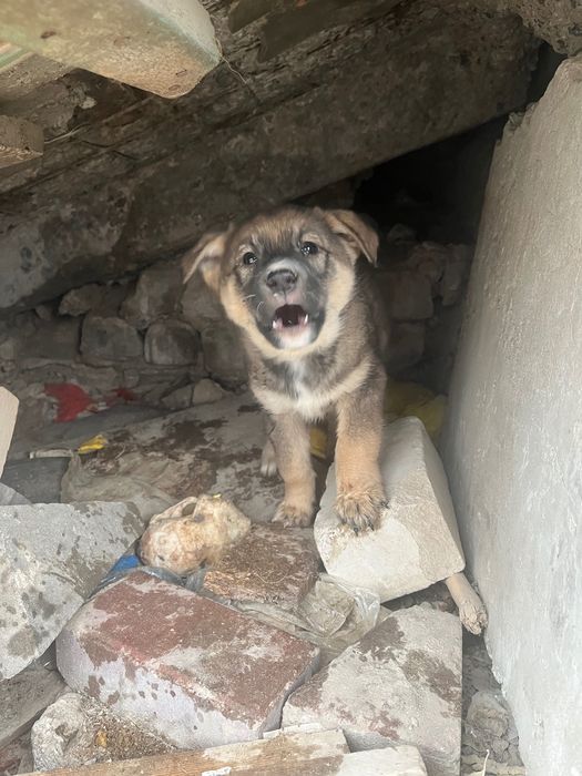 Отдам щенков бесплатно, мальчики