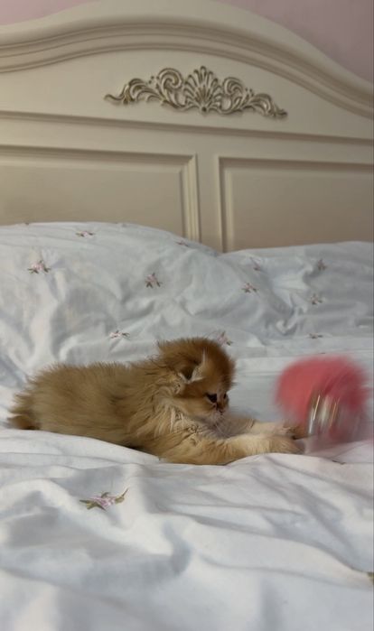 Золотая шиншилла