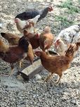 Vând un lot de 30 de pui de casa(tineret)