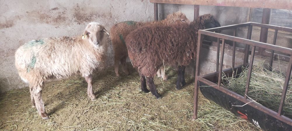 Продам Баран тохты костраты три головы