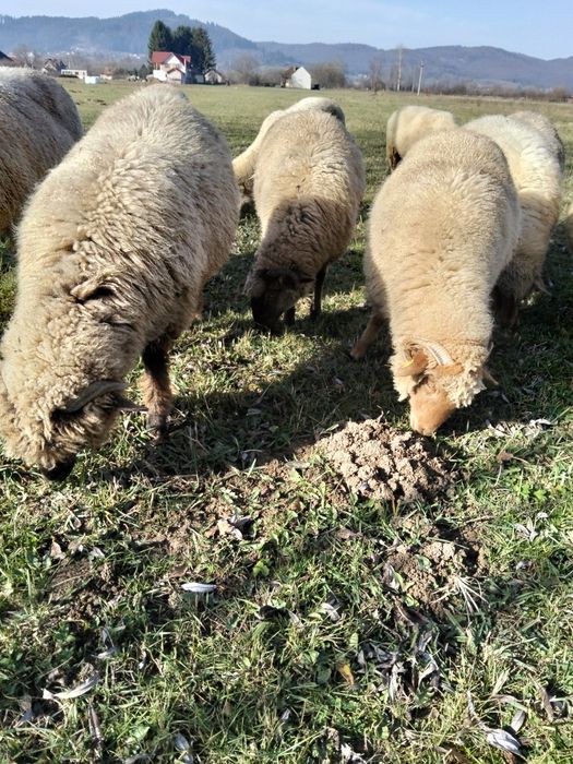 Cârlani de vânzare.