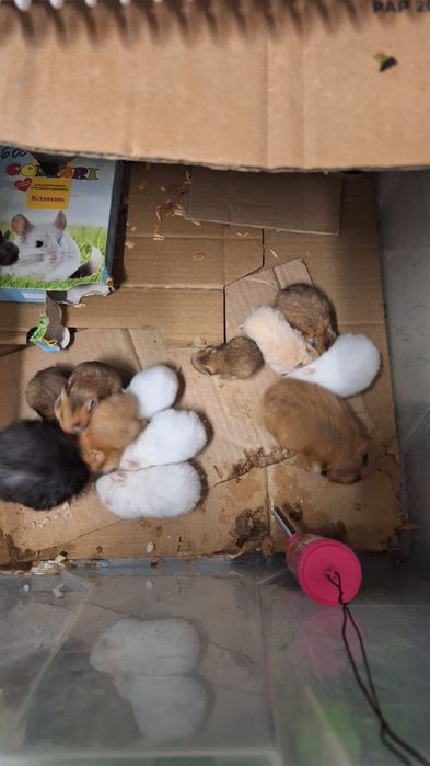 Сирийские хомяки