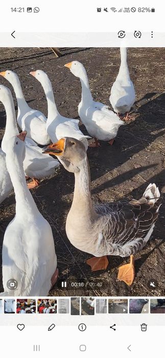Продам гусей породы Холмогоры.