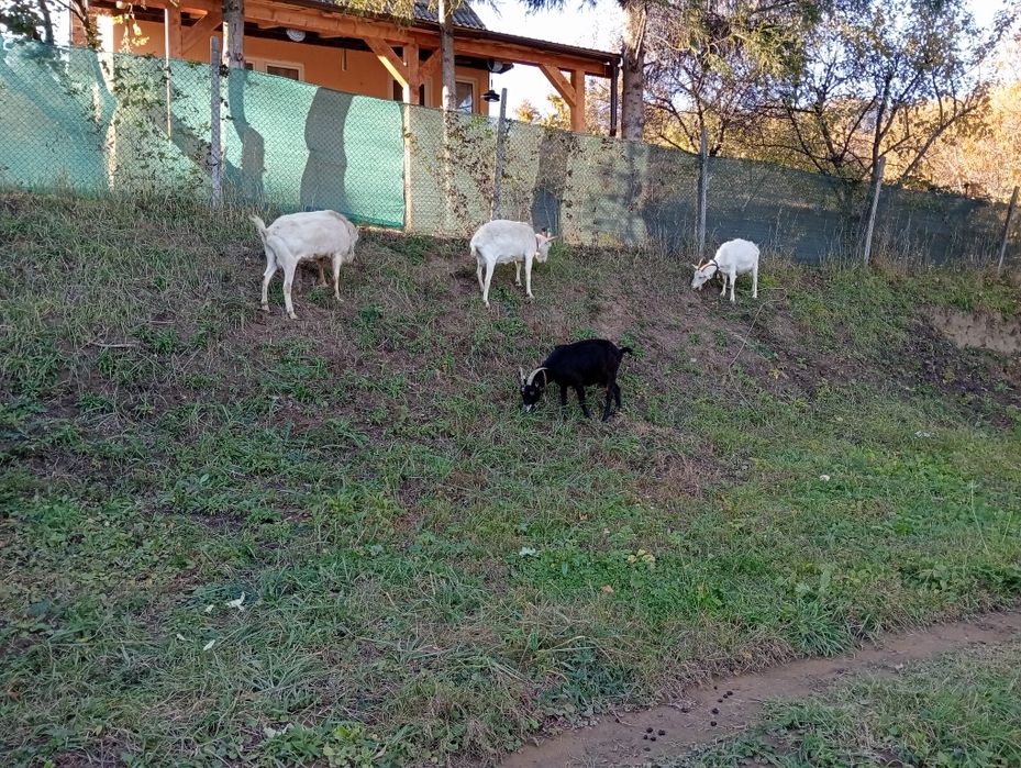 De vânzare capre tinere și gestante.
