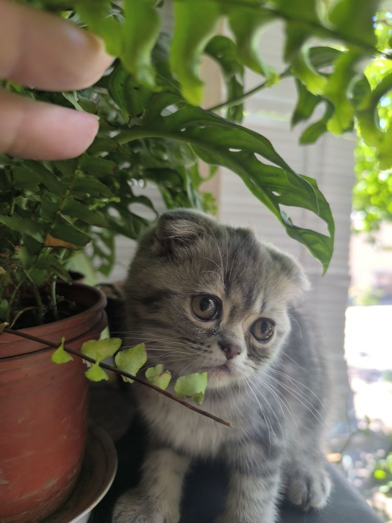 Продаются котята вислоухие скотишфолд