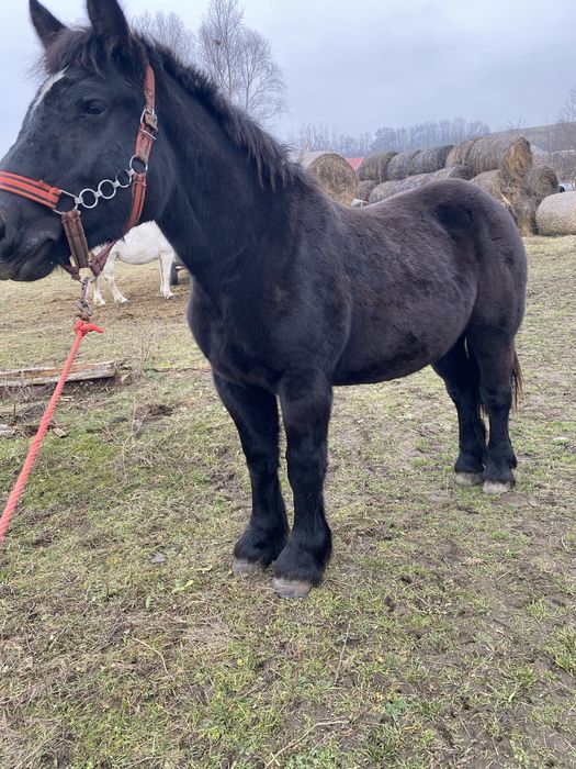 Manza de 1 an si 7luni