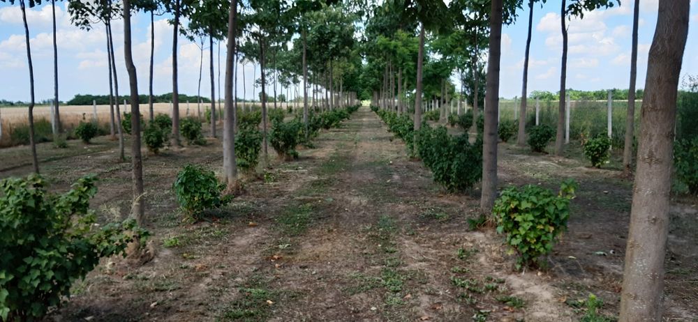 Sirop și Vi de coacăze negre