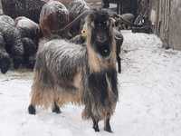 Продаётся чешская коза