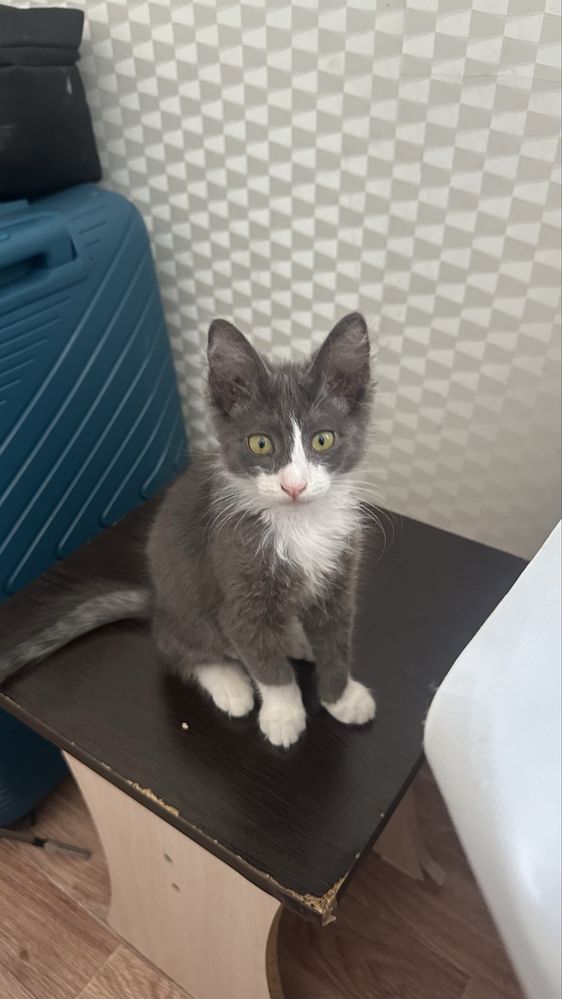 Котенок кішкентай Мысық