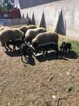 Carabase de vanzare