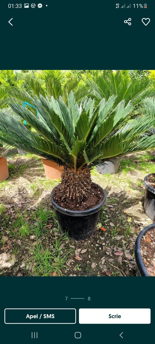 Palmieri cicas catalpa palmieri Phoenix tuia smarald plante diverse