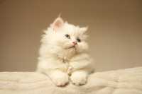 Персийско коте - бяло, женско