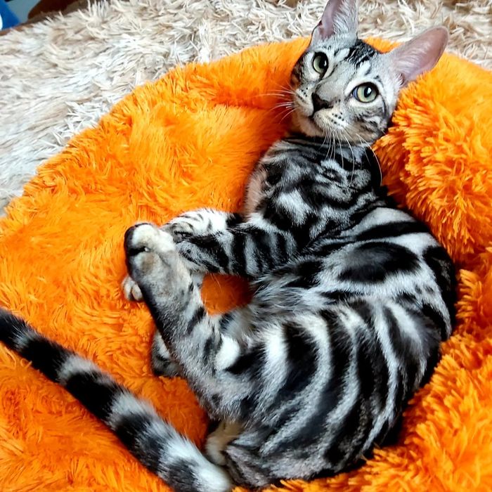 Котята БЕНГАЛЬСКИЕ. Серебро. Готовые