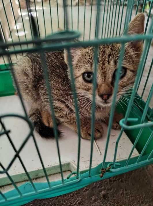 Puiuti dragalasi de pisica, spre adoptie