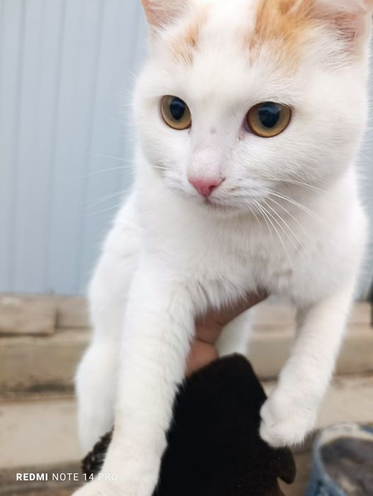 Кошка в добрые руки