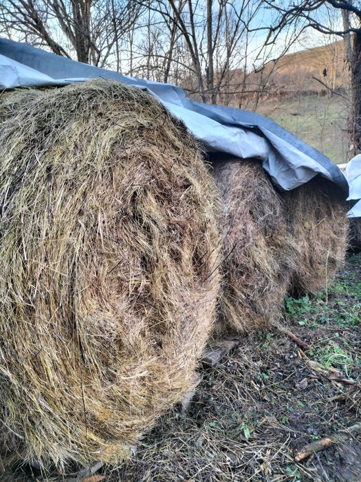 Vând baloți rotunzi și dreptunghiular