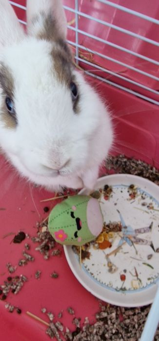 Iepure mascul 5 luni