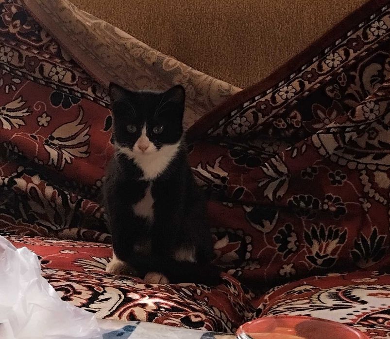 Котёнок -дружок пристраивается в добрые руки, черно - белая