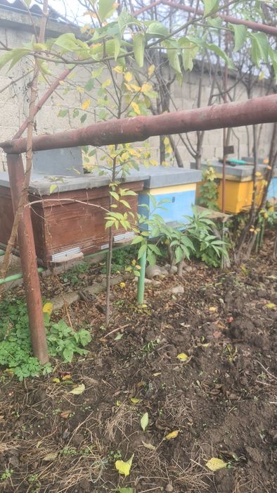 lazi albine 12 rame si 10