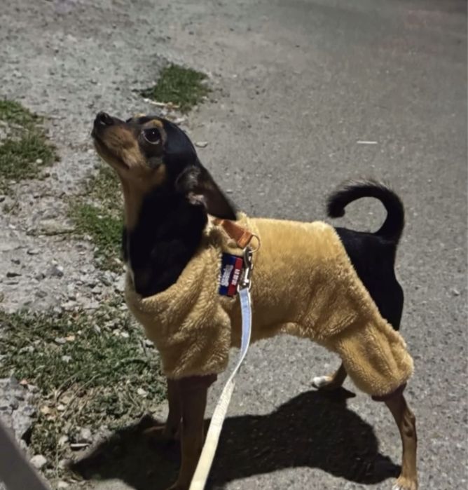 Ищем девочку той-терьера для вязки