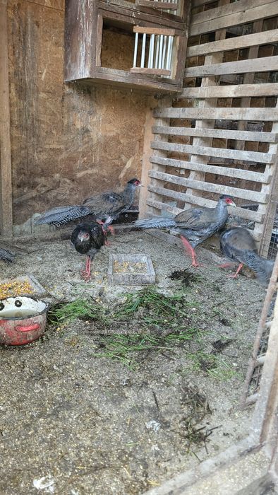 Schimb 4 fazani argintii , masculi