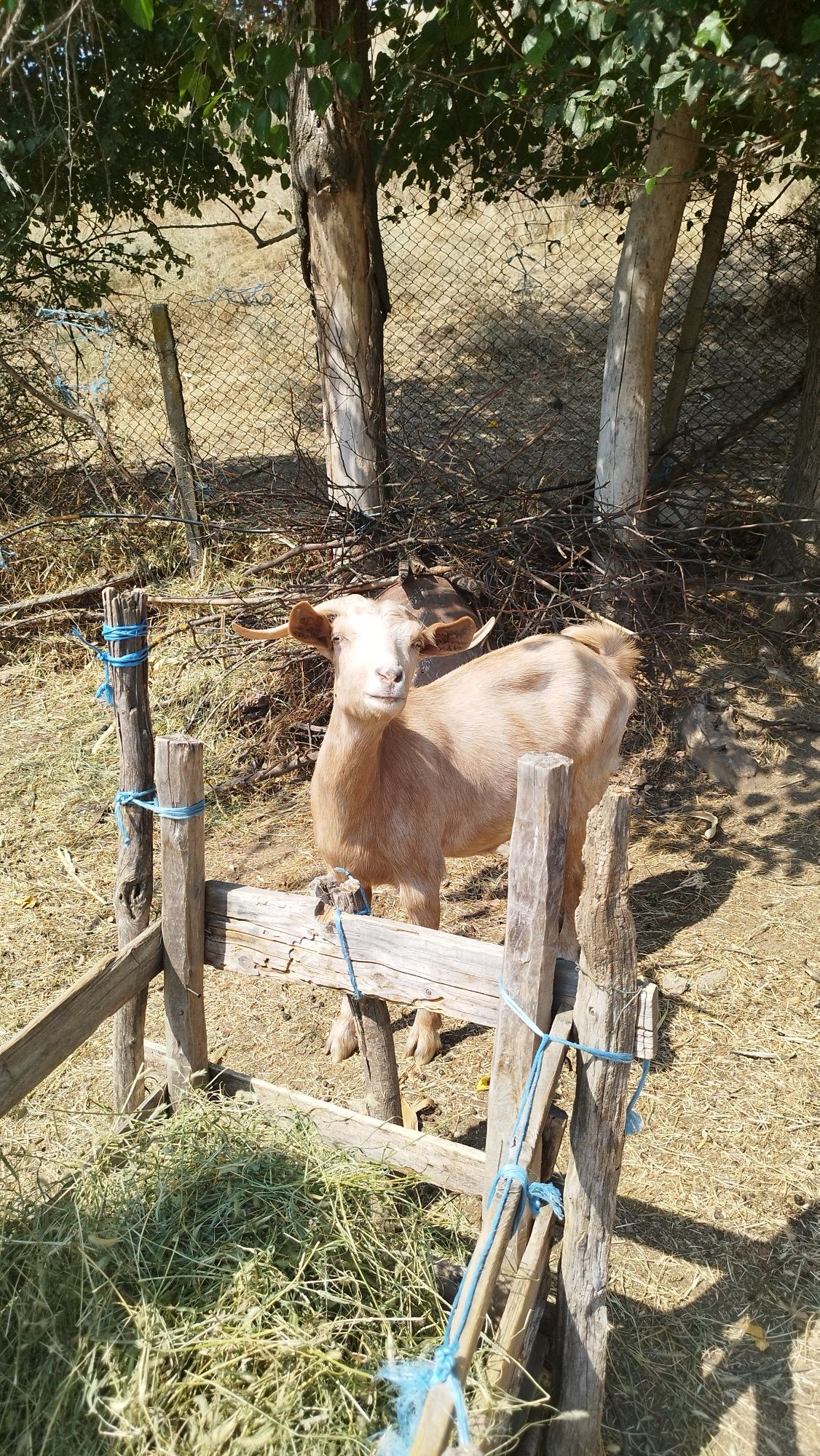 Кози за продажба
