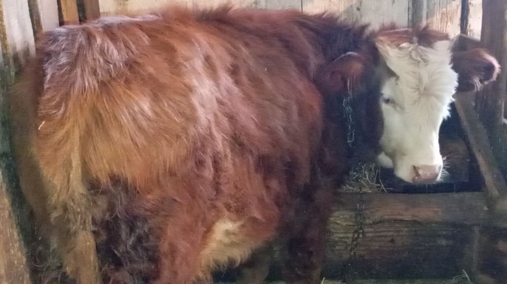 Vând tăuraș bălțat de 5 luni